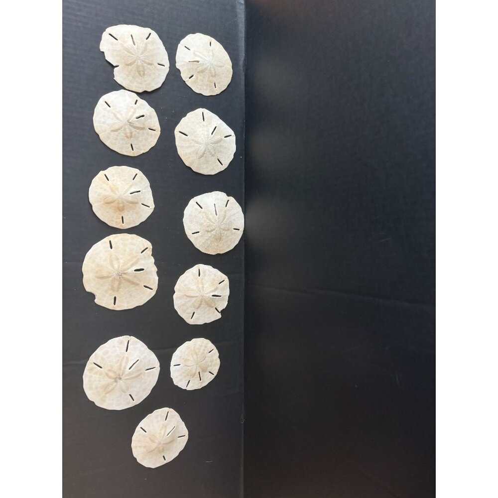11 Natural Dried Sand Dollars Shells Beach Ocean Sea Decor Crafts Marine